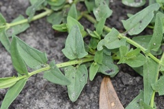 Scutellaria racemosa
