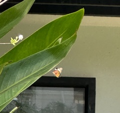 Danaus chrysippus