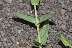 Scutellaria racemosa
