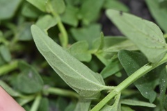 Scutellaria racemosa