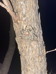 Tillandsia recurvata