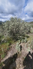 Malacothamnus gracilis