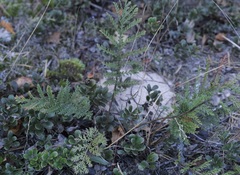 Tanacetum bipinnatum