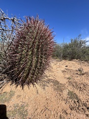 Ferocactus cylindraceus
