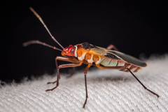 Dysdercus mimus
