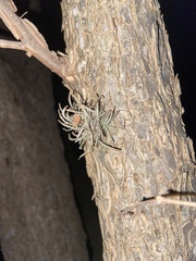 Tillandsia recurvata
