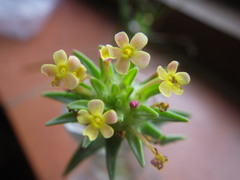 Polycarena capensis