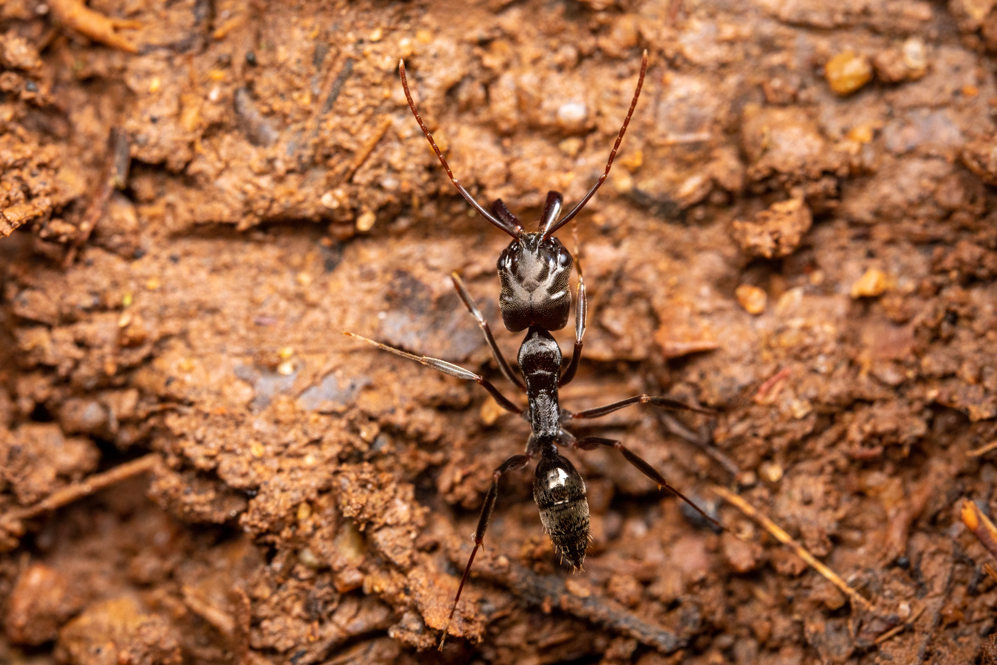 Odontomachus yucatecus