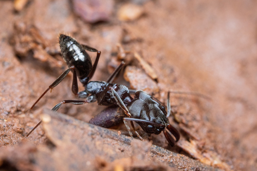 尤卡坦大齿猛蚁Odontomachus yucatecus