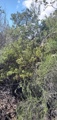 Arctostaphylos pilosula
