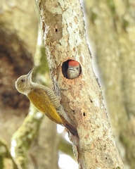 Dryobates passerinus