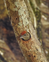 Dryobates passerinus