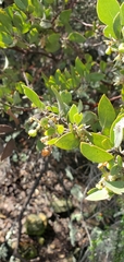 Arctostaphylos pilosula