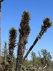 Yucca valida