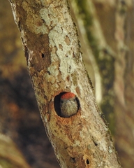 Dryobates passerinus