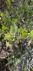 Arctostaphylos pilosula