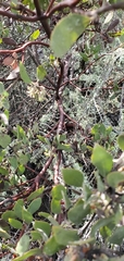 Arctostaphylos pilosula