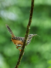Band-Backed Wren photo 4