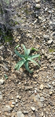 Chlorogalum pomeridianum