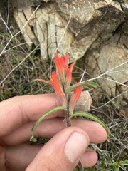 Castilleja subinclusa