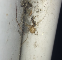 Cryptachaea veruculata