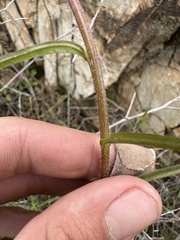 Castilleja subinclusa