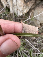 Castilleja subinclusa