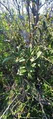 Heteromeles arbutifolia