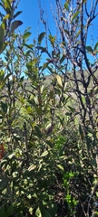 Heteromeles arbutifolia