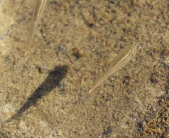 Rhinichthys atratulus