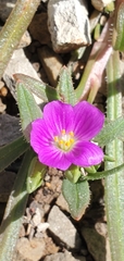 Calandrinia menziesii