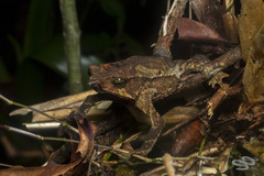 Rhinella macrorhina