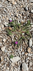 Calandrinia menziesii