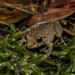 Pristimantis campesino - Photo (c) Daniel Bocanumenth E., some rights reserved (CC BY-NC-SA), uploaded by Daniel Bocanumenth E.