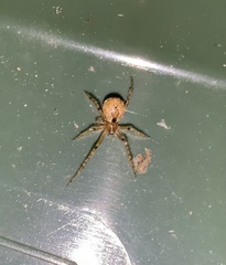 Cryptachaea veruculata