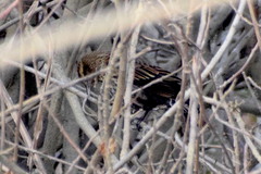 Agelaius phoeniceus californicus