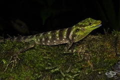 Anolis anoriensis