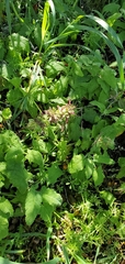 Salvia spathacea