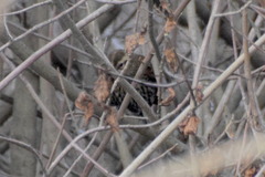 Agelaius phoeniceus californicus