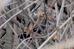 Agelaius phoeniceus californicus