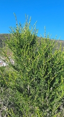 Adenostoma fasciculatum