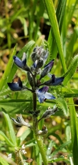Lupinus bicolor