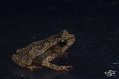Rhinella alata