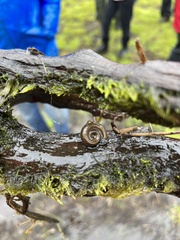 Planorbella trivolvis