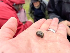 Planorbella trivolvis