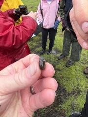 Planorbella trivolvis