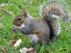 Sciurus carolinensis