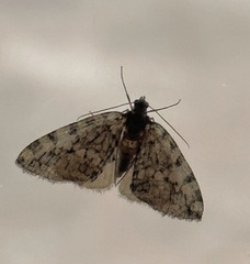 Hydriomena nubilofasciata