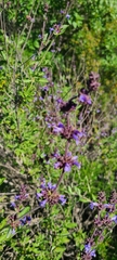 Salvia munzii