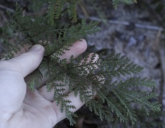 Tanacetum bipinnatum